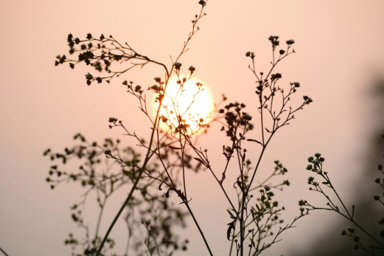 sun in the evening sky behind plant