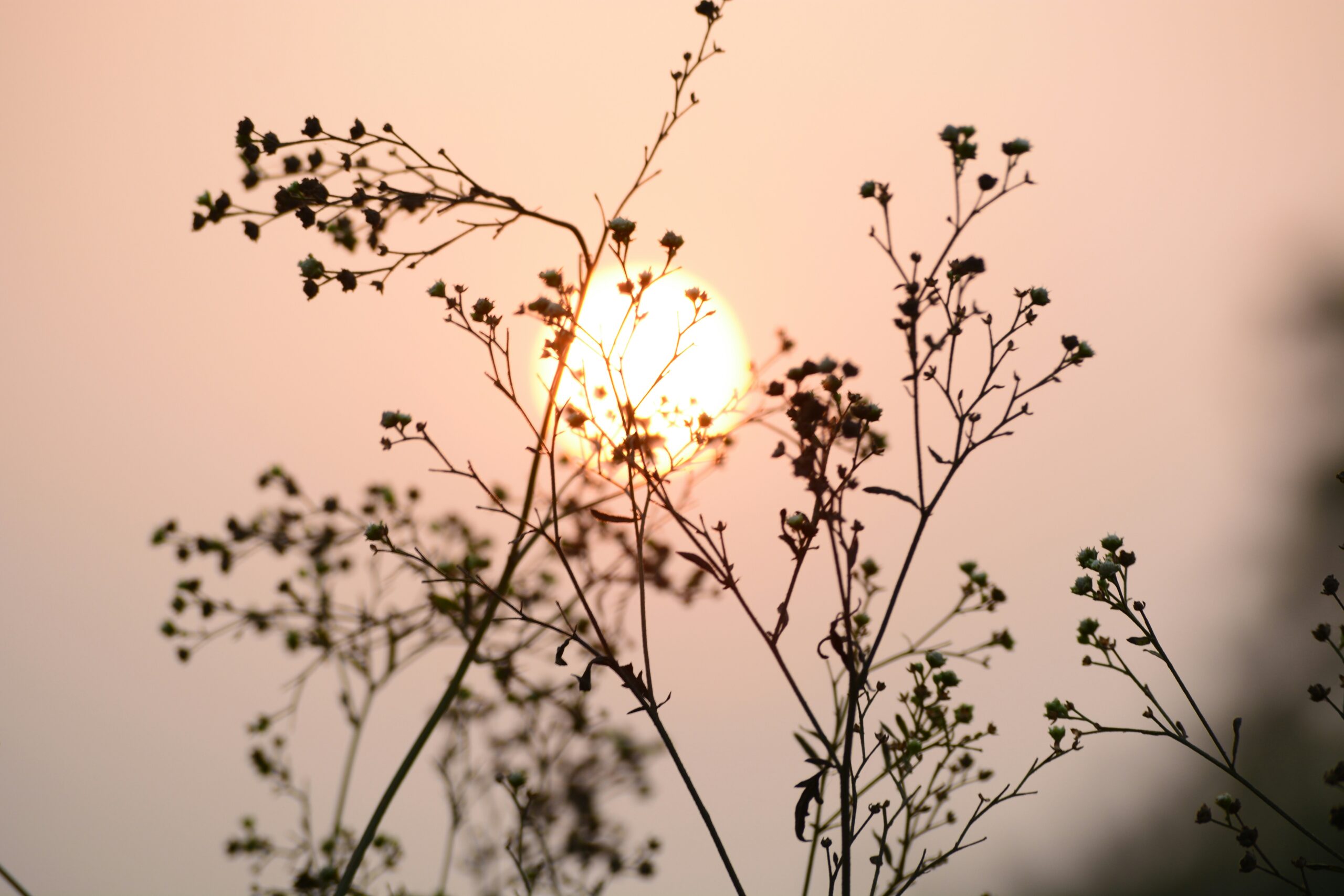 sun in the evening sky behind plant