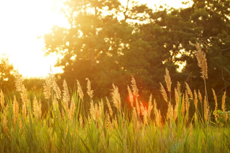 Summer wheat field